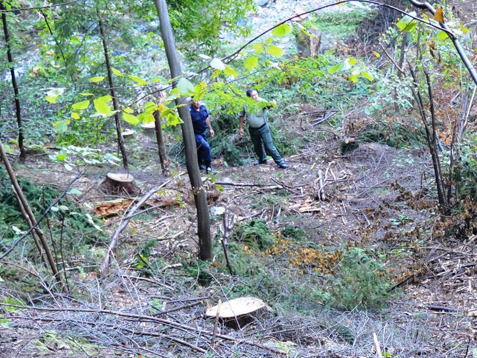 Tăierile ilegale de arbori, în vizorul poliţiştilor maramureșeni