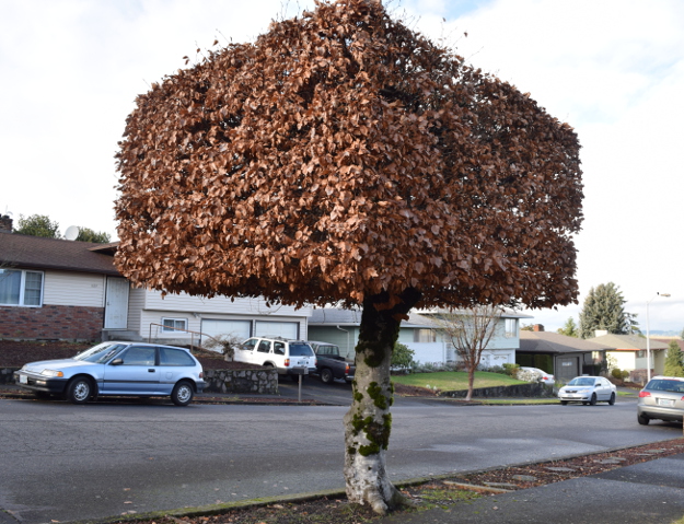 Tehnică de toaletare a arborilor folosită în premieră pe str. Oțelarilor din Sibiu