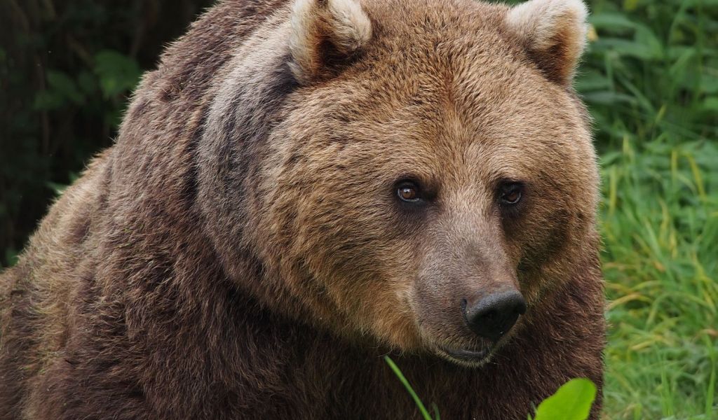 Un bărbat atacat de urs, în stare deosebit de gravă, a fost supus unei intervenții chirurgicale complexe
