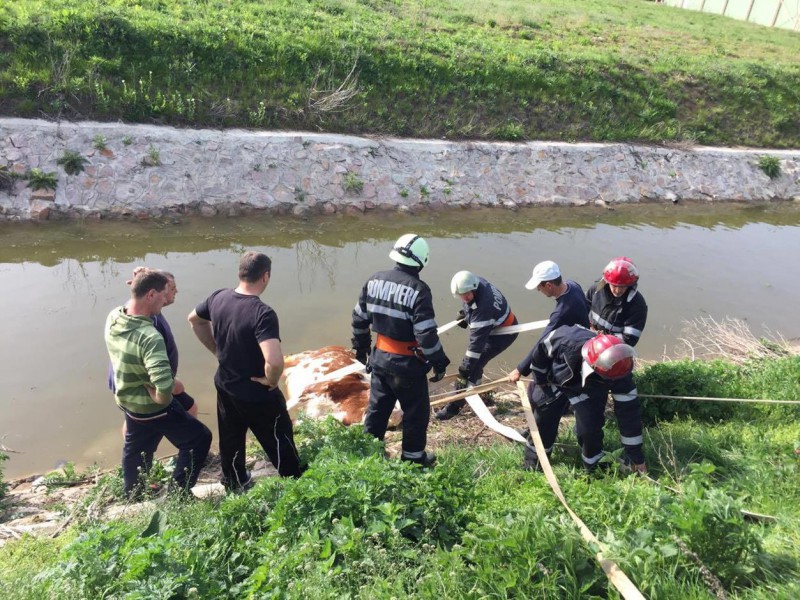 Pompierii au intervenit pentru salvarea unei vaci căzute într-un canal colector din localitatea Paleu