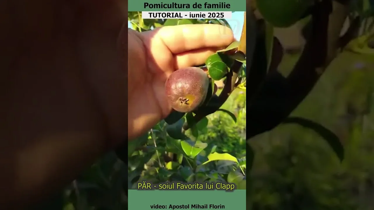 Pomicultura de familie  - PĂR - soiul Favorita lui Clapp