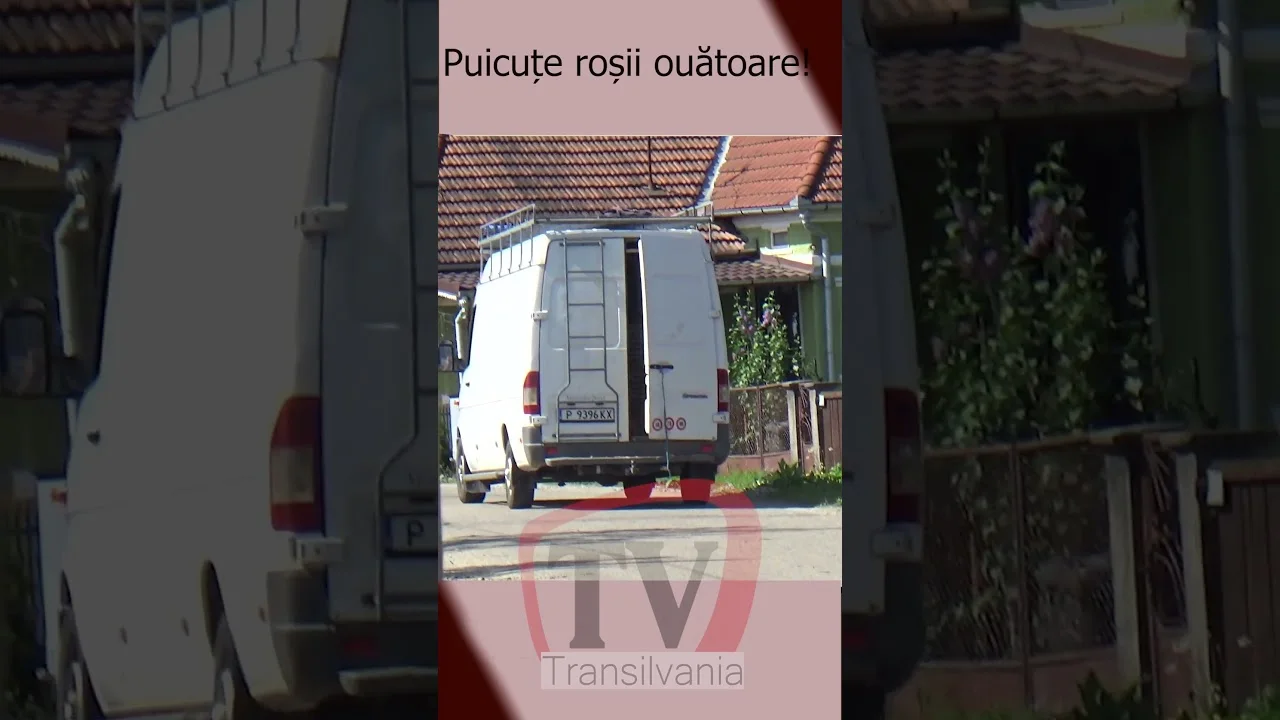 Puicuțe roșii ouătoare!