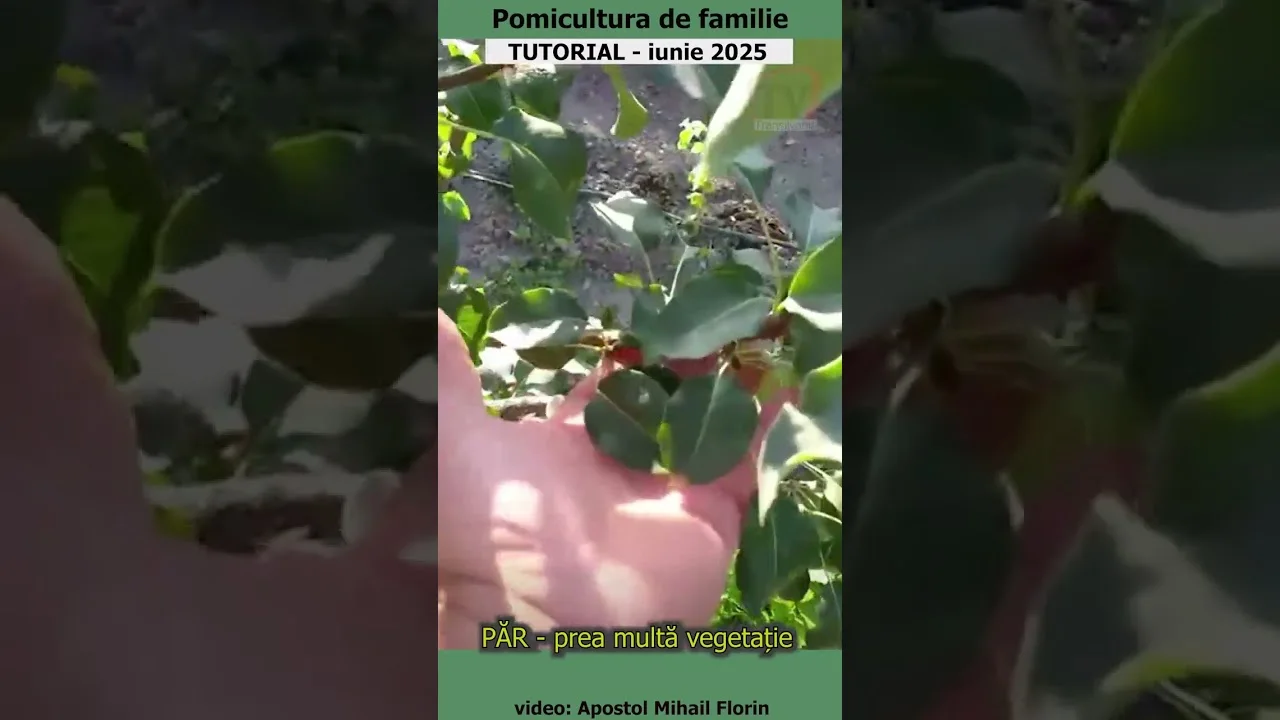 Pomicultura de familie - PĂR - prea multă vegetație
